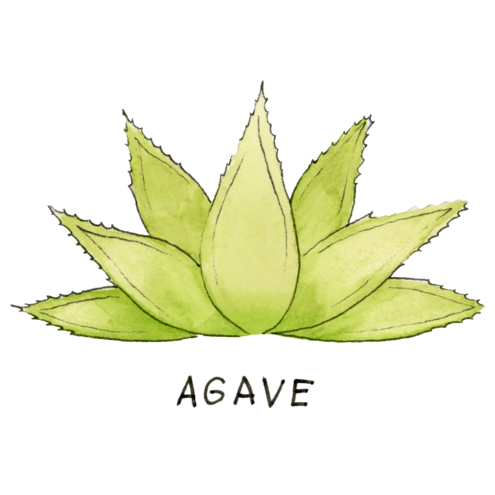 Cooked Agave